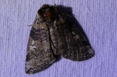 <i>Tethea or</i>
