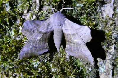 <i>Laothoe populi</i>