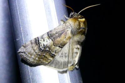 <i>Tethea ocularis</i>