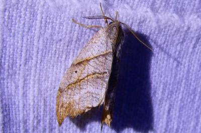 <i>Falcaria lacertinaria</i>