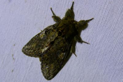 <i>Peridea anceps</i>