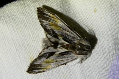 <i>Harpyia milhauseri</i>
