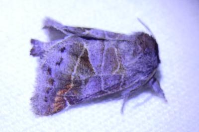 <i>Clostera pigra</i>