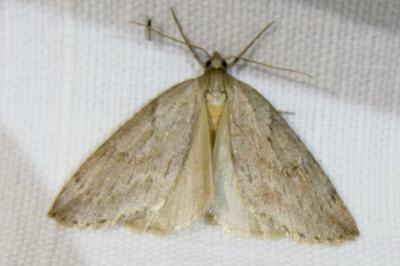 <i>Pachycnemia hippocastanaria</i>