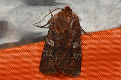 <i>Cerastis leucographa</i>