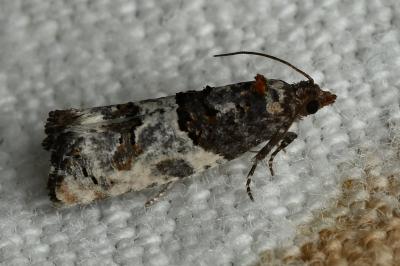 <i>Phaneta pauperana</i>