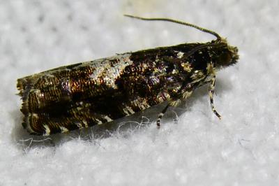 <i>Pammene argyrana</i>