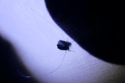 <i>Adela reaumurella</i>