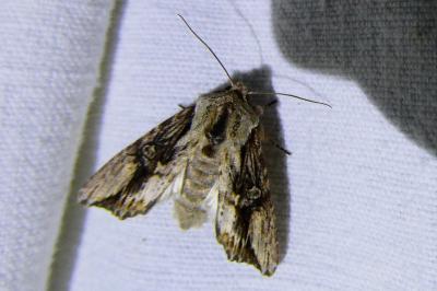 <i>Egira conspicillaris</i>