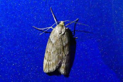 <i>Pachycnemia hippocastanaria</i>