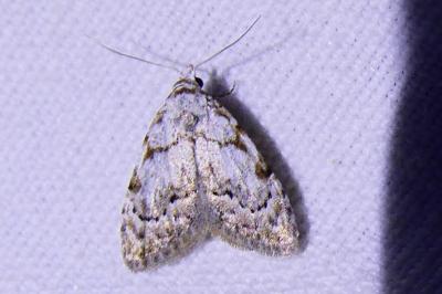 <i>Nola confusalis</i>