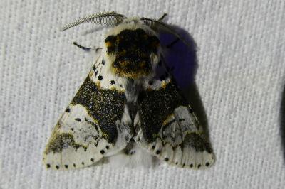 <i>Furcula bicuspis</i>