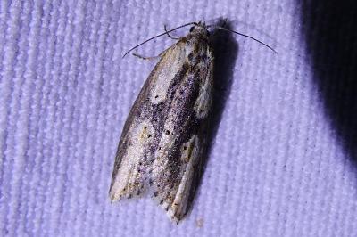 <i>Doloploca punctulana</i>