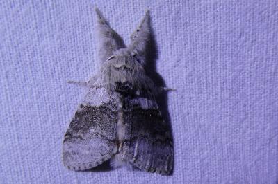 <i>Calliteara pudibunda</i>