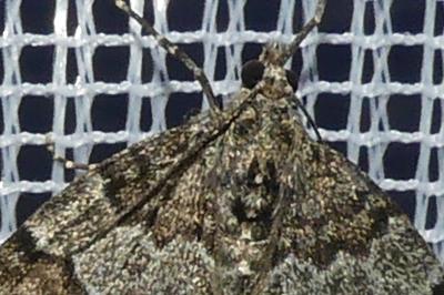 <i>Thera britannica/variata</i>