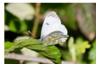 <i>Anthocharis cardamines</i>