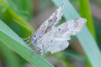 <i>Epirrhoe alternata</i>