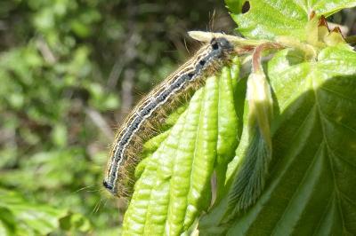 <i>Malacosoma neustria</i>