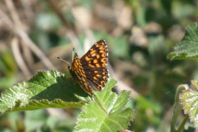 <i>Hamearis lucina</i>