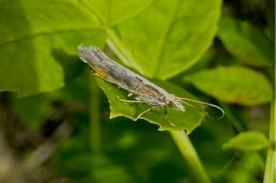 <i>Plutella xylostella</i>