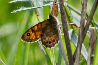 <i>Lasiommata megera</i>