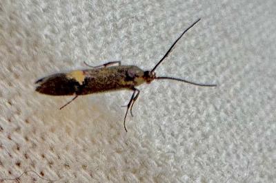 <i>Esperia sulphurella</i>