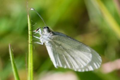 <i>Leptidea sinapis</i>