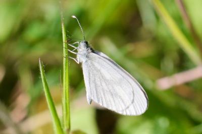 <i>Leptidea sinapis</i>