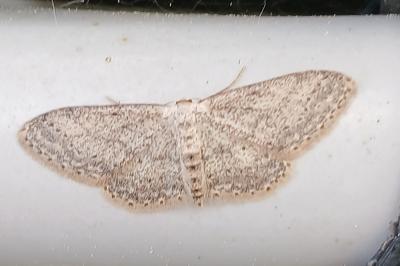 <i>Idaea seriata</i>
