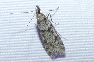 <i>Eudonia angustea</i>