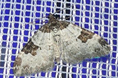 <i>Xanthorhoe fluctuata</i>