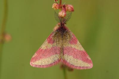 <i>Lythria cruentaria</i>