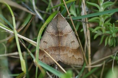 <i>Minucia lunaris</i>