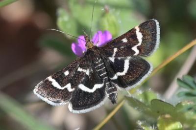 <i>Pyrausta nigrata</i>
