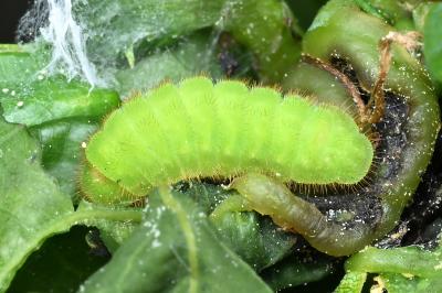 <i>Satyrium ilicis</i>