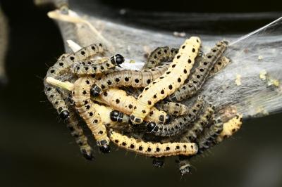 <i>Yponomeuta cagnagella</i>