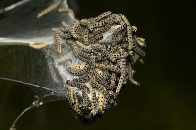 <i>Yponomeuta cagnagella</i>