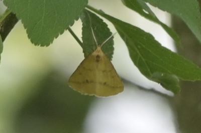 <i>Aspitates ochrearia</i>