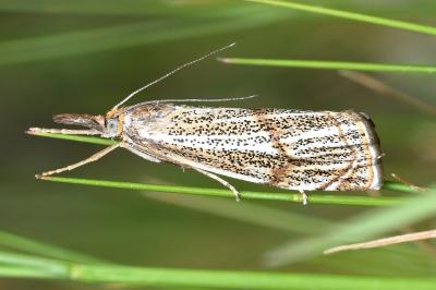 <i>Thisanotia chrysonuchella</i>