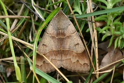 <i>Minucia lunaris</i>