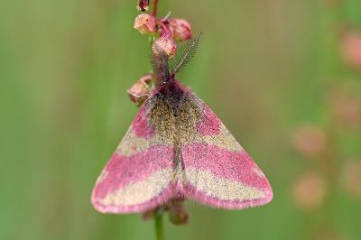 <i>Lythria cruentaria</i>