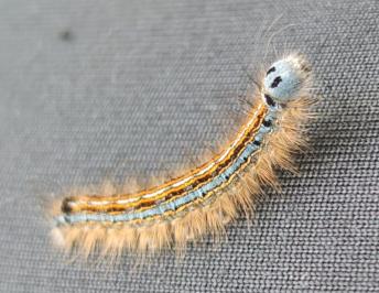 <i>Malacosoma neustria</i>