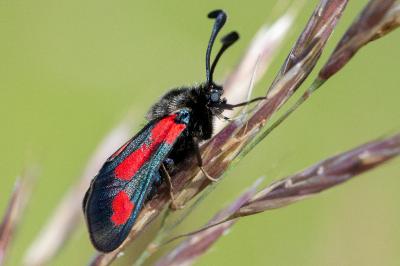 <i>Zygaena sarpedon</i>