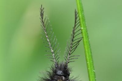 <i>Epichnopterix plumella</i>