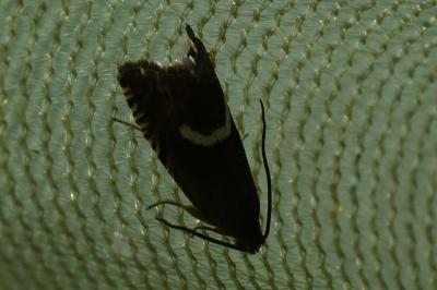 <i>Grapholita lunulana</i>