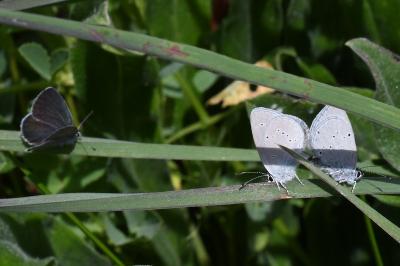 <i>Cupido minimus</i>