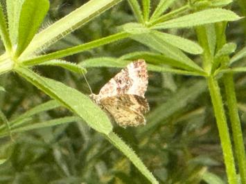 <i>Epirrhoe alternata</i>