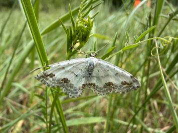 <i>Scopula ornata</i>