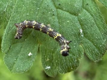 <i>Lycia hirtaria</i>