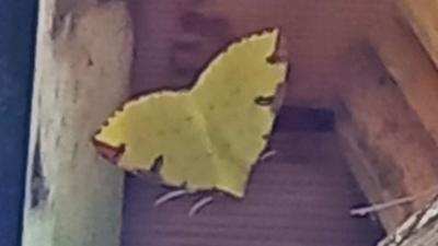 <i>Opisthograptis luteolata</i>